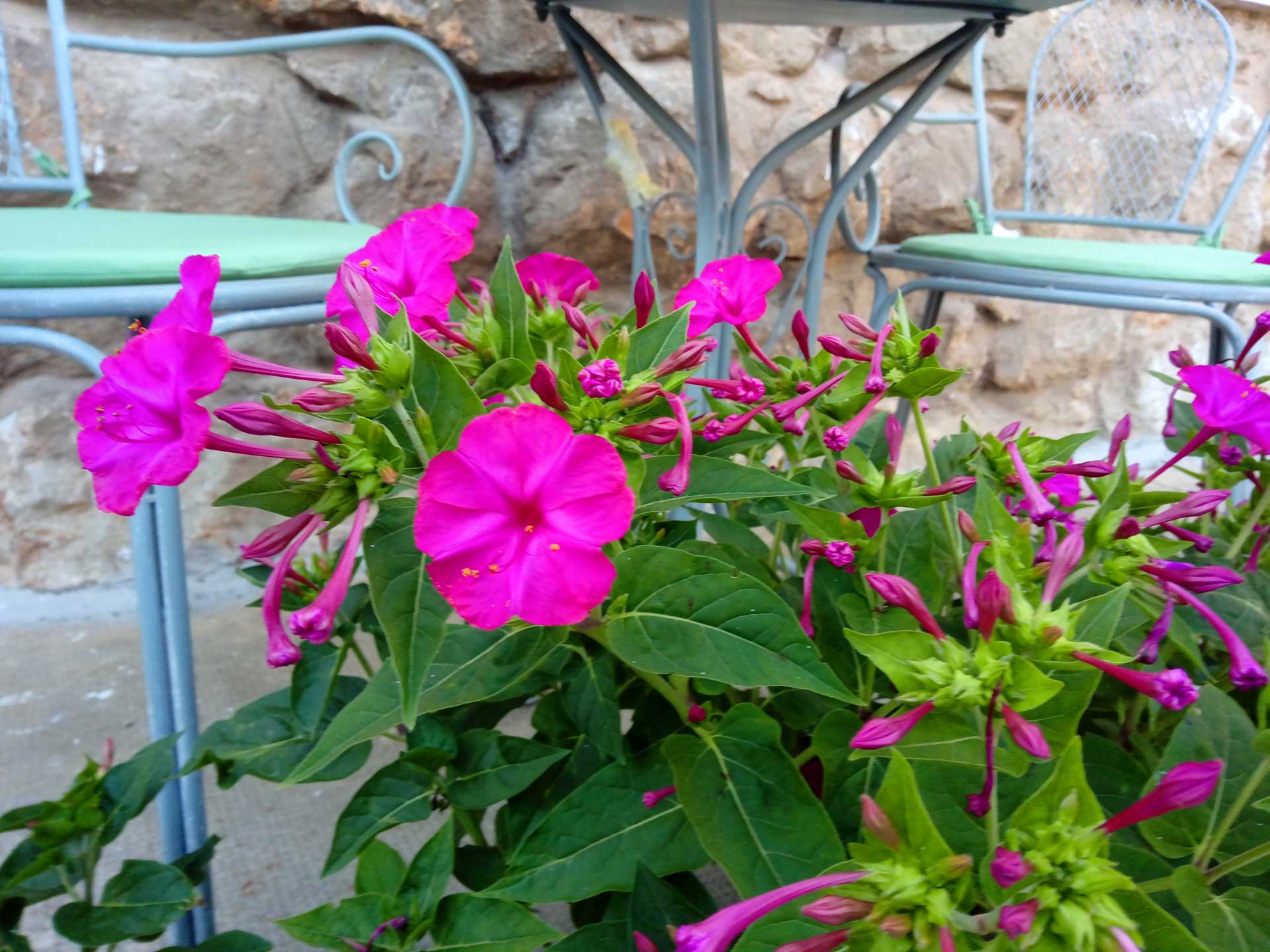 flower garden in villa by the sea  in Lovran